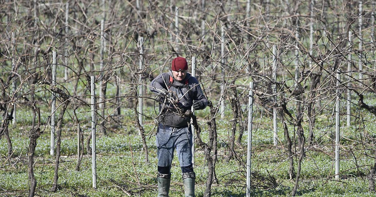 Carico e Smaltimento Ramaglie Fano Fossombrone | Maurizio Sambughi